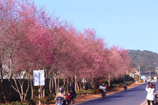Hoa đào nở rộ dọc con đường ở Đà Lạt